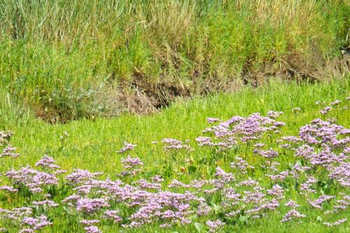 Norderney Ferienwohnung Ferienhaus Hol di toi